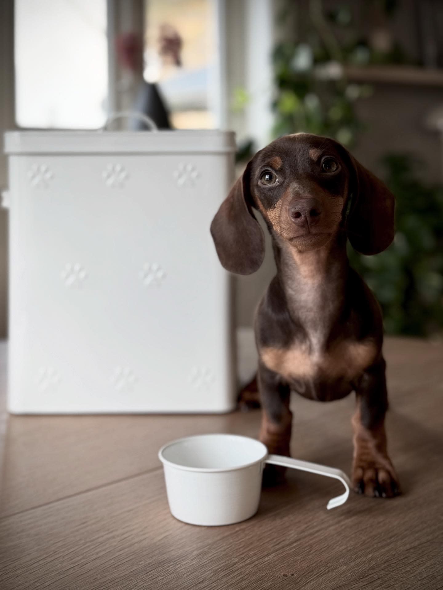 sögne storage box pet food large